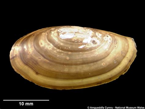  Yeux d'un autre monde : la vie fascinante du Yoldia, un bivalve mystérieux qui se cache sous les vagues !