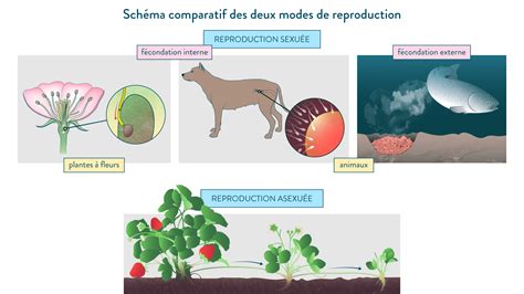 Gregarine! Un Parasite Intracellulaire Faisant de la Reproduction Asexuée et Sexuelle dans un Hôte Unique