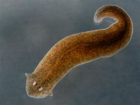  Maricola  Un petit planaire marin qui vit en eaux peu profondes et possède une incroyable capacité de régénération !