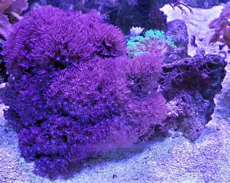  Purple Polyp: A Tiny Terror Hiding Beneath the Waves!