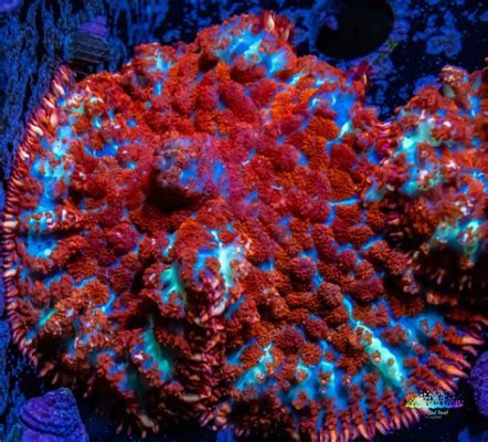  Rhodactis: Un corail mou aux couleurs vives qui éblouit comme un trésor caché dans les profondeurs de l'océan!