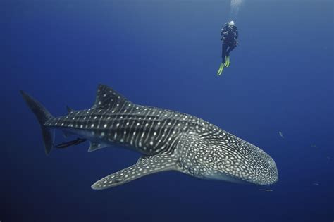  Whale Shark: A Gentle Giant Known For Its Enormous Size And Peaceful Nature!