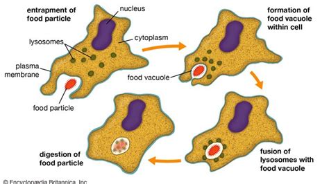  Chaos Chaos! Can You Imagine A Single-Celled Organism That Engulfs Its Food Through Phagocytosis?