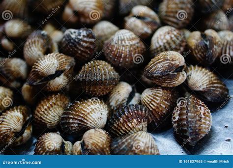  Cockle: Un Mollusque Bivalve Qui Fait Danser le Sable en Rythme de la Marée!