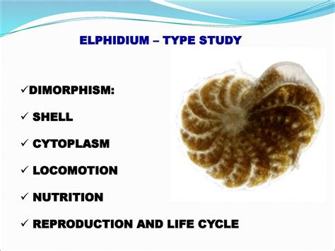  Ever wondered about the peculiar life cycle of an Elphidium as it navigates its tiny marine world?