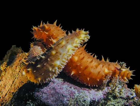  Heteronereis! Une créature benthique fascinante avec une alimentation étonnante qui dépend du hasard et de la mer