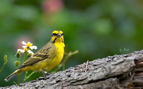  Serin! Découvrez ce petit oiseau au plumage vert émeraude qui chante de magnifiques mélodies.