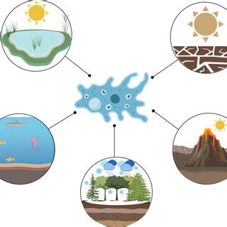  Uranium Amoeba! This Single-Celled Organism is Capable of Unbelievable Transformations and Thrives in Extreme Environments