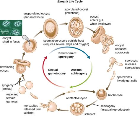  Urosporidium!  Une histoire fascinante d'un parasite unicellulaire qui transforme les poissons en zombies aquatiques