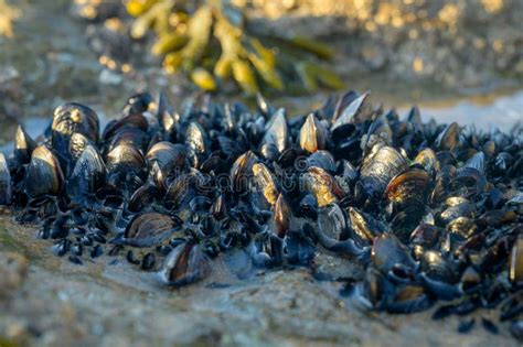  Yellow Mussel : Un bivalve aux couleurs vives qui se dissimule derrière les rochers!